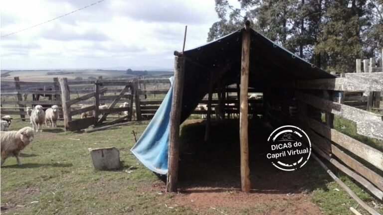 abrigo para gado em ambiente rural