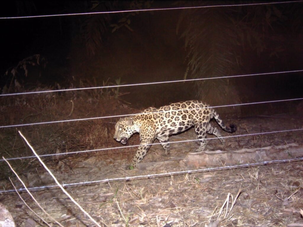 Como lidar com a invasão de animais em sua propriedade alheia