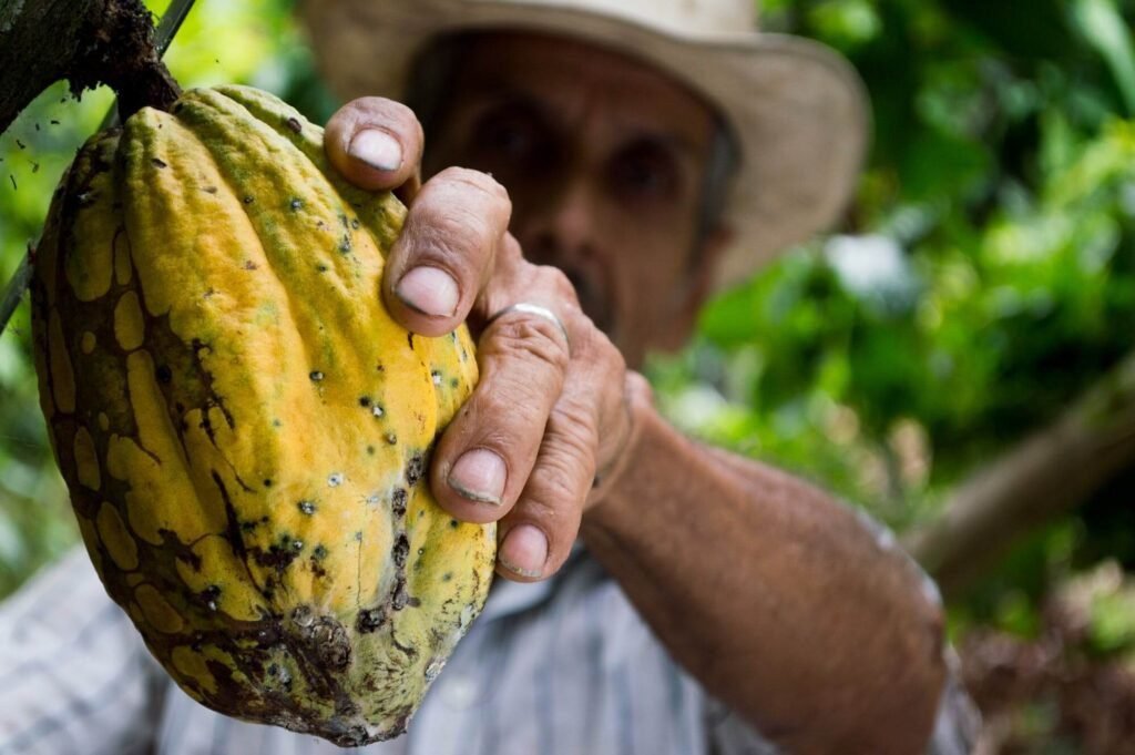 Como Plantar Semente de Cacau e Obter Frutos Saudáveis