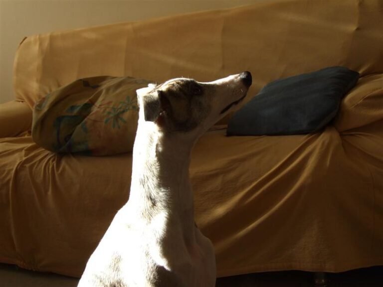 cachorro furtivo em cozinha silenciosa