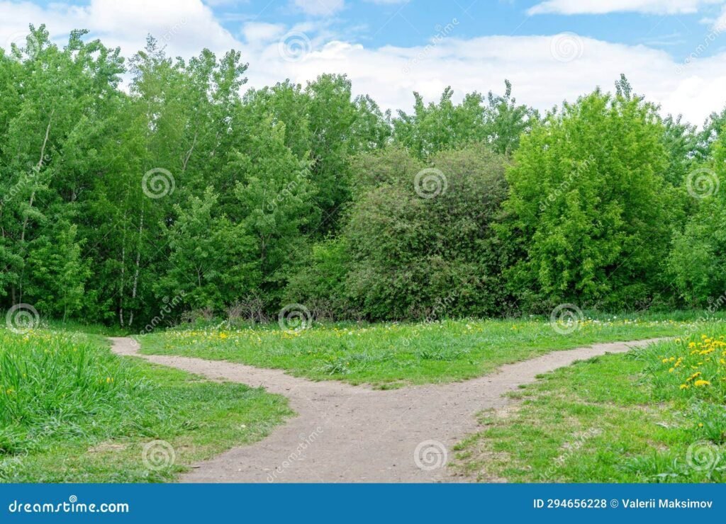 caminho diverge em floresta densa