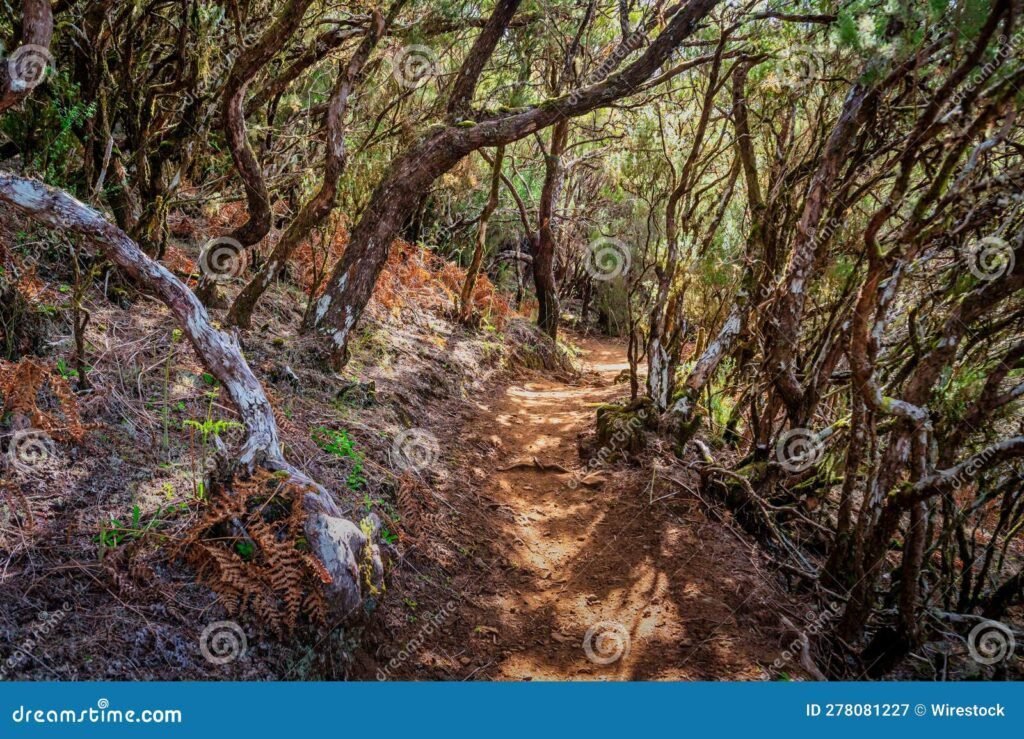 caminho sem fim em uma floresta densa