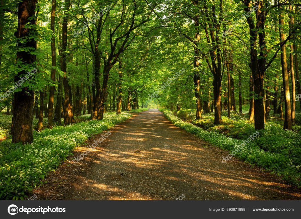 caminho solitario em uma floresta tranquila