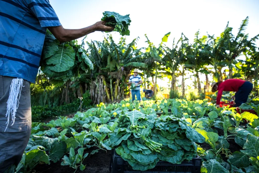 Qual é a Importância da Lei de Terras no Brasil para a Reforma Agrária