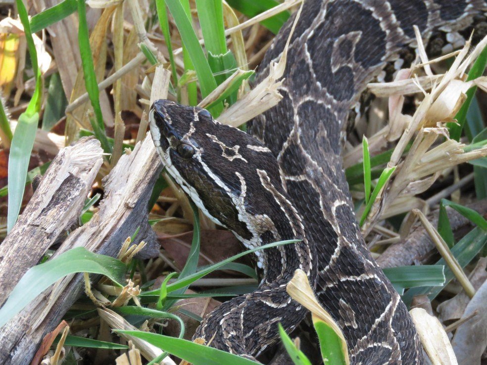 Qual é a cobra que possui uma cruz na testa e seus significados