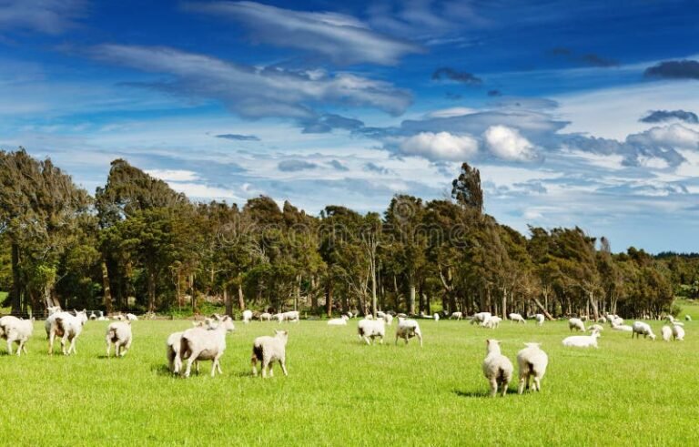 Quantas cabeças de gado são adequadas por alqueire de terra