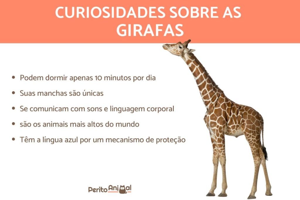 Que som a girafa faz e como se comunica com outras girafas