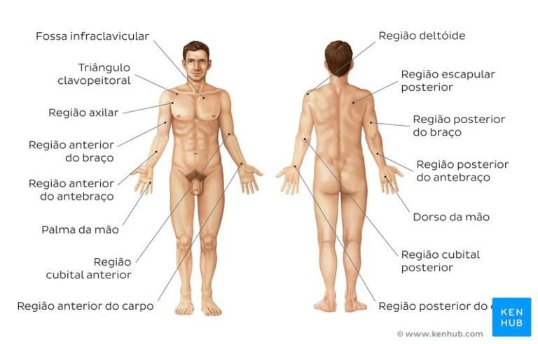 Quais são as partes do corpo humano que começam com a letra I