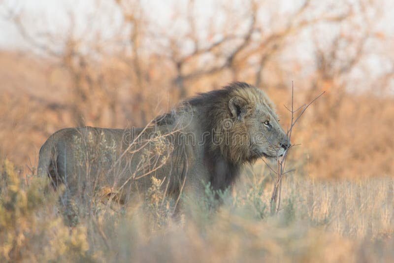 leao patrulhando seu territorio na savana