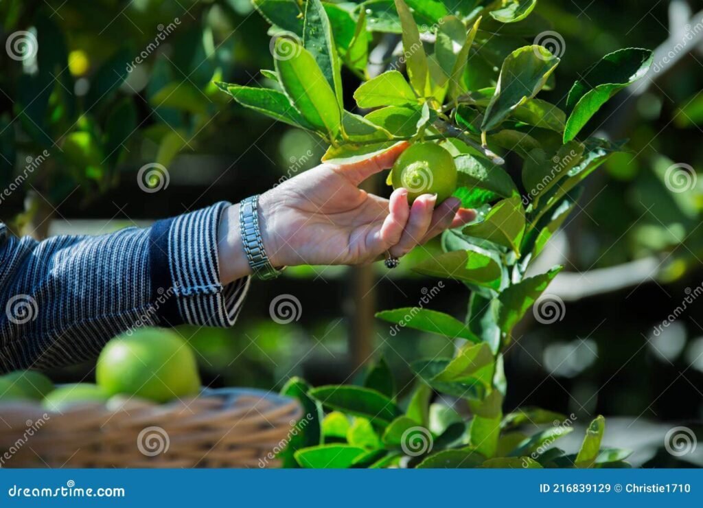 O Que Significa ‘Ao Trabalho Você Tem Direito, Mas Não Aos Seus Frutos’