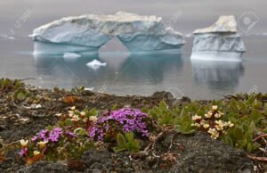 natureza em transicao flores e frio