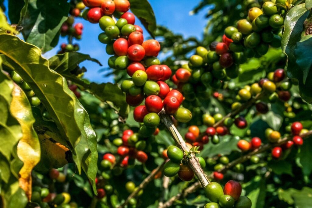 Quantos anos vive um pé de café e quando começa a dar frutos