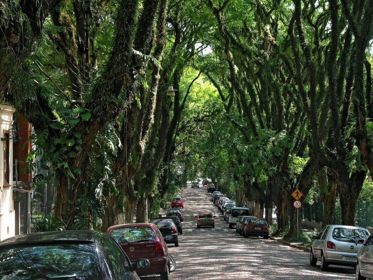 rua com arvores e calcamento antigo