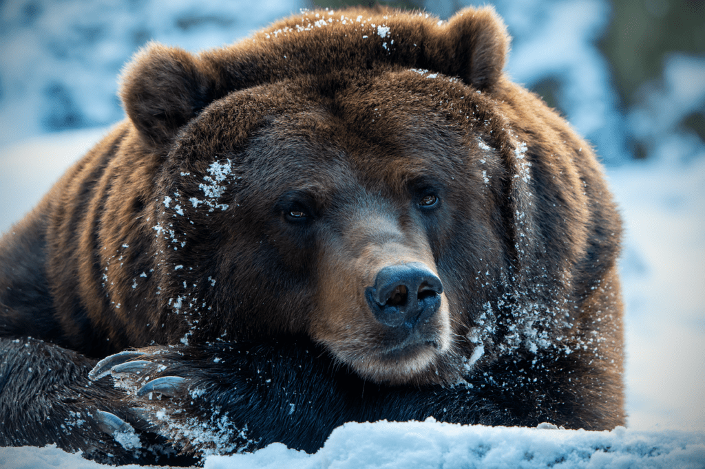 Qual é o Animal Mais Forte do Mundo e Quais São Suas Características