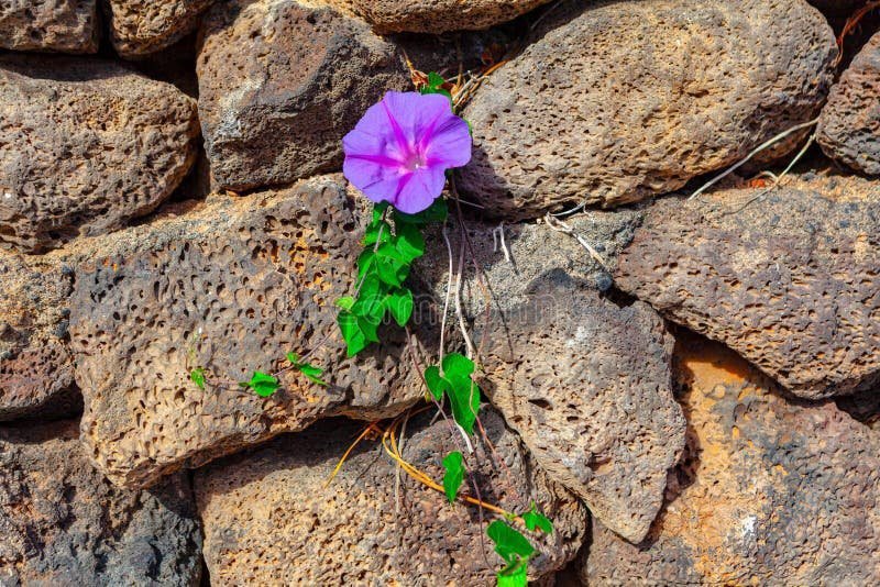 uma flor crescendo em meio a pedras