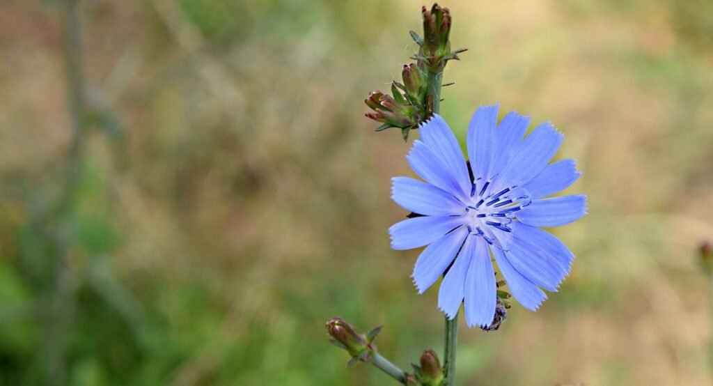 uma flor desabrochando em um campo