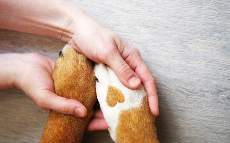 uma mao protegendo um animal em oracao
