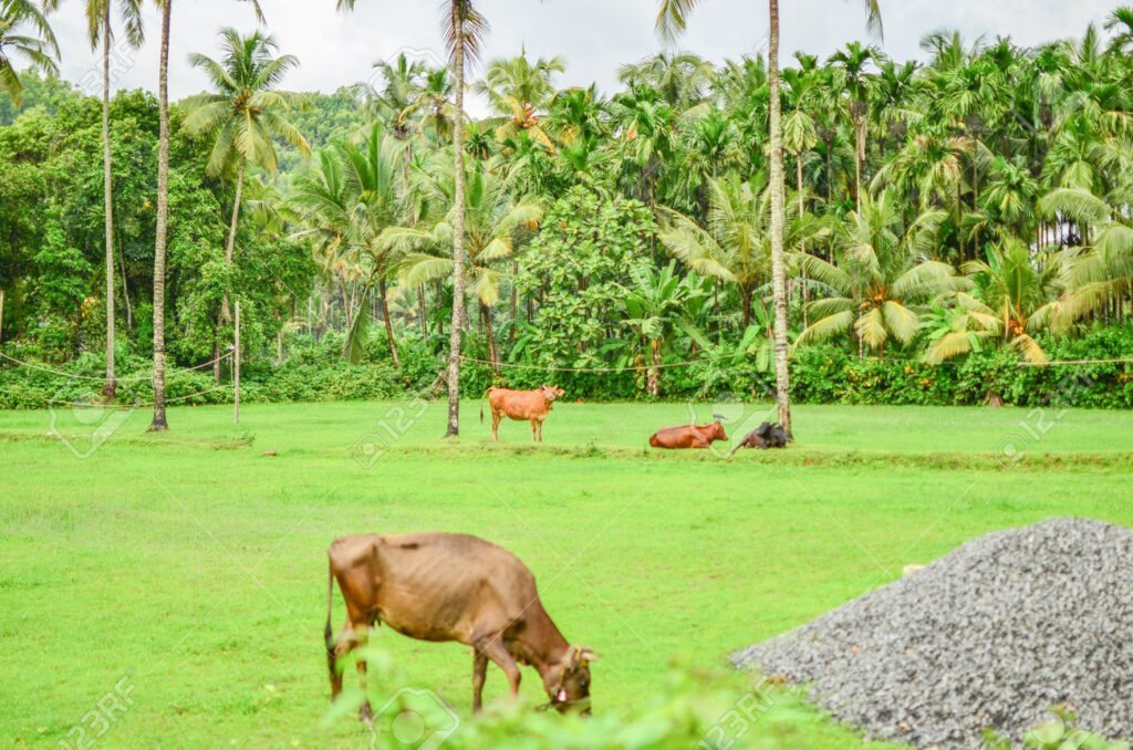 Qual País Considera a Vaca um Animal Sagrado e Por Quê