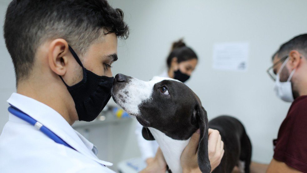 Quanto ganha um veterinário por mês no Brasil Veja os salários!